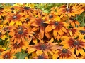 Rudbeckia hirta 