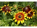 Rudbeckia hirta 