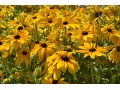 Rudbeckia hirta 
