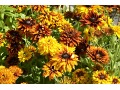 Rudbeckia hirta 