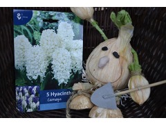 Hyacinthus orientalis 