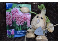 Hyacinthus orientalis 