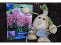Hyacinthus orientalis 