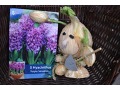 Hyacinthus orientalis 