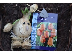 Tulipa 