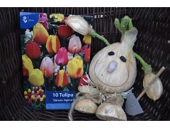 Tulipa  směs různých barev - tulipán, skupina Darwinovy tulipány značka zahradnictví