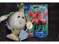 Tulipa 
