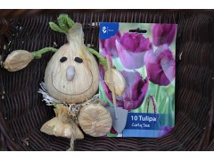 Tulipa 