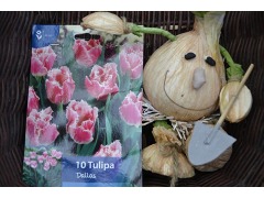 Tulipa 