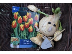 Tulipa 