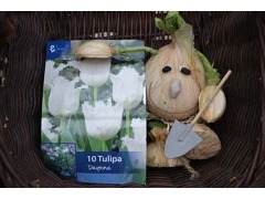 Tulipa 