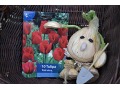 Tulipa 