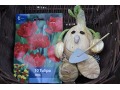 Tulipa 
