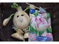 Tulipa 