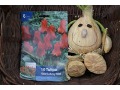 Tulipa 