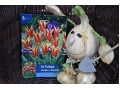 Tulipa 