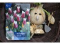 Tulipa 