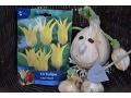 Tulipa 