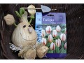 Tulipa 