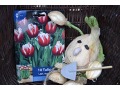 Tulipa 