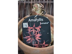 Hippeastrum ( syn. Amaryllis )  