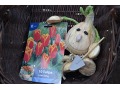 Tulipa 