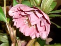 Helleborus hybridus 