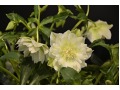 Helleborus hybridus 