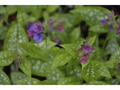 Pulmonaria  