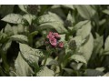 Pulmonaria  