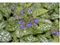 Pulmonaria  