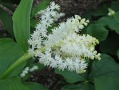 Smilacina racemosa - smilacina hroznovitá