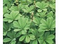 Rodgersia aesculifolia - rodgersie jírovcovitá, kaštanolistá