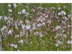 Gaura lindheimeri  