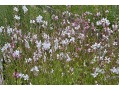 Gaura lindheimeri  