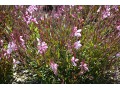 Gaura 