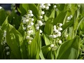 Convallaria majalis - konvalinka vonná