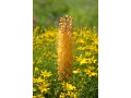 Eremurus isabellinus 