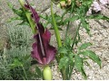 Arum dracunculus ( syn. Dracunculus vulgaris ) - drakovec obecný