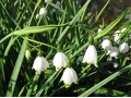 Leucojum aestivum  - bledule letní