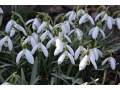 Galanthus nivalis - sněženka podsněžník
