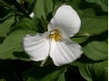 Trillium grandiflorum - trojčetka velkokvětá