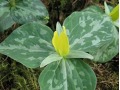 Trillium luteum - trojčetka žlutá