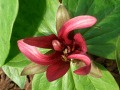 Trillium sessile - trojčetka