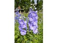 Delphinium elatum 