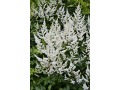 Astilbe x arendsii 