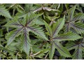 Filipendula 