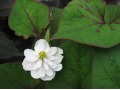 Houttuynia cordata 