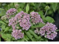 Eupatorium ( Eutrochium ) cannabinum 