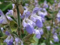 Salvia officinalis 